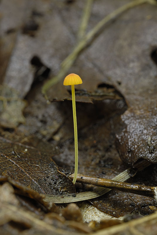 Mycena acicula